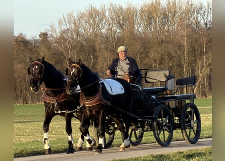Zwaar warmbloed, Ruin, 3 Jaar, 166 cm, Zwart