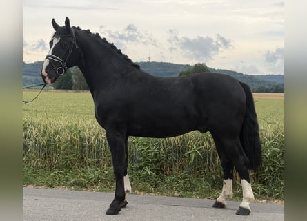 Zwaar warmbloed, Ruin, 3 Jaar, 166 cm, Zwart