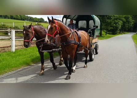 Zwaar warmbloed, Ruin, 4 Jaar, 165 cm, Bruin