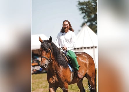 Zwaar warmbloed Mix, Ruin, 5 Jaar, 160 cm, Roodbruin