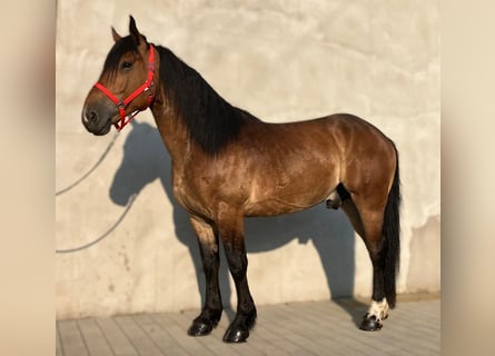 Zwaar warmbloed Mix, Ruin, 5 Jaar, 160 cm, Roodbruin
