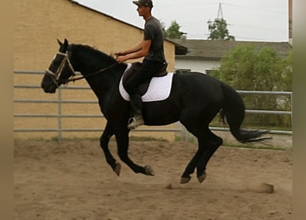 Zwaar warmbloed, Ruin, 5 Jaar, 160 cm, Zwart