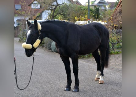 Zwaar warmbloed Mix, Ruin, 5 Jaar, 160 cm, Zwart