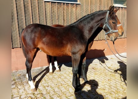 Zwaar warmbloed, Ruin, Veulen (03/2025), Bruin