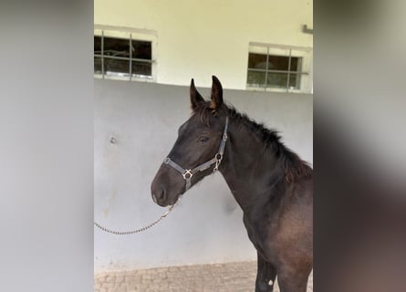 zwaar warmbloed uit Saksen-Thüringen, Hengst, veulen (03/2024)