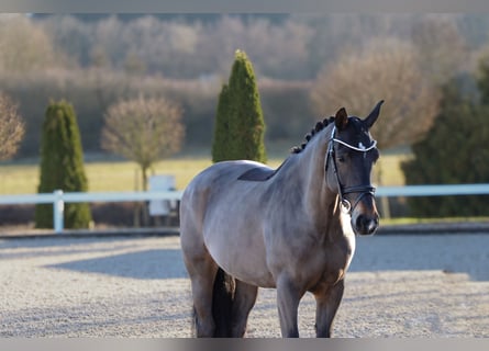 zwaar warmbloed uit Saksen-Thüringen, Merrie, 12 Jaar, 165 cm, Zwartbruin