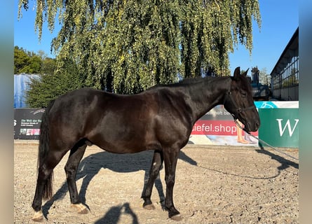 zwaar warmbloed uit Saksen-Thüringen, Ruin, 12 Jaar, 155 cm, Zwart