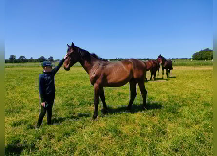 Zweeds warmbloed, Hengst, 1 Jaar, 175 cm, Brauner