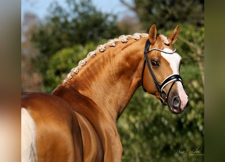 Zweeds warmbloed, Hengst, 12 Jaar, 168 cm, Palomino