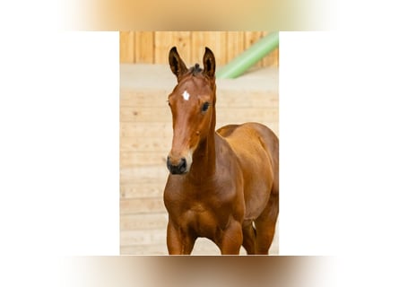 Zweeds warmbloed, Hengst, Veulen (05/2025), Bruin