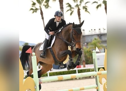 Zweeds warmbloed, Merrie, 11 Jaar, 167 cm, Bruin