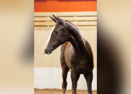 Zweeds warmbloed, Merrie, 1 Jaar, 165 cm, Donkere-vos