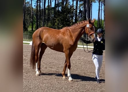 Zweeds warmbloed, Merrie, 4 Jaar, 165 cm, Donkere-vos