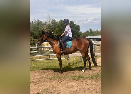 Zweeds warmbloed Mix, Merrie, 5 Jaar, 153 cm, Bruin
