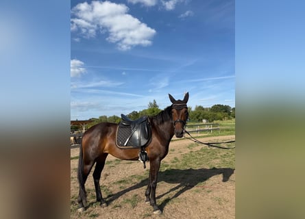 Zweeds warmbloed Mix, Merrie, 5 Jaar, 155 cm, Donkerbruin