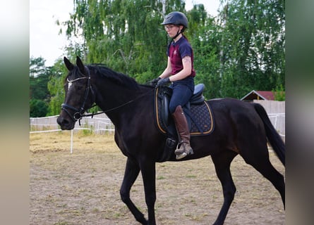 Zweeds warmbloed Mix, Merrie, 5 Jaar, 164 cm, Zwartbruin