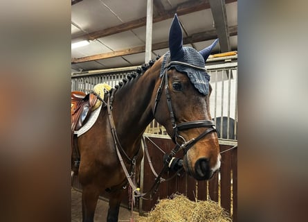 Zweeds warmbloed, Merrie, 5 Jaar, 172 cm, Bruin