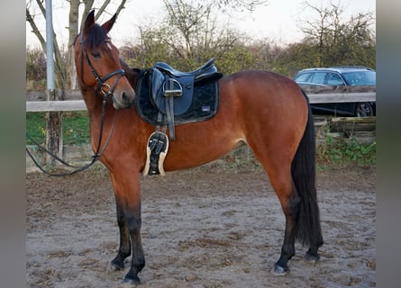 Zweeds warmbloed Mix, Merrie, 6 Jaar, 157 cm, Bruin