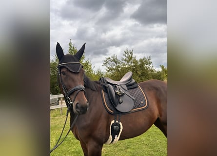 Zweeds warmbloed Mix, Merrie, 8 Jaar, 167 cm, Donkerbruin