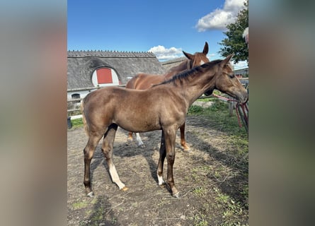 Zweeds warmbloed, Merrie, Veulen (05/2025), 168 cm, Schimmel