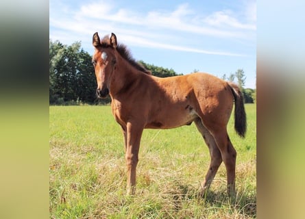 Zweeds warmbloed, Merrie, veulen (06/2024), 169 cm, Bruin