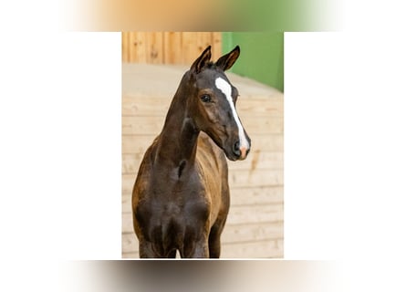 Zweeds warmbloed, Merrie, Veulen (05/2025)