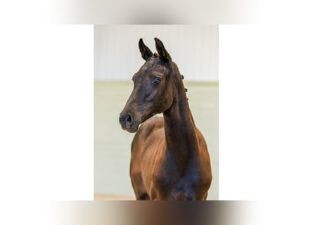 Zweeds warmbloed, Merrie, Veulen (04/2025), Roodbruin