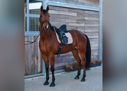 Zweeds warmbloed Mix, Ruin, 10 Jaar, 163 cm, Lichtbruin