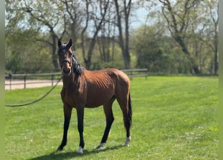 Zweeds warmbloed, Ruin, 2 Jaar, 167 cm, Roodbruin