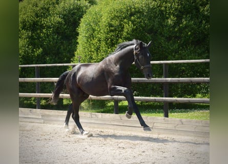 Zweeds warmbloed, Ruin, 3 Jaar, 174 cm, Zwart
