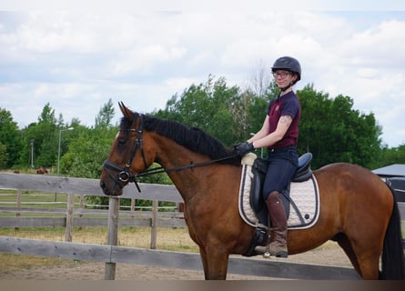Zweeds warmbloed Mix, Ruin, 4 Jaar, 162 cm, Bruin