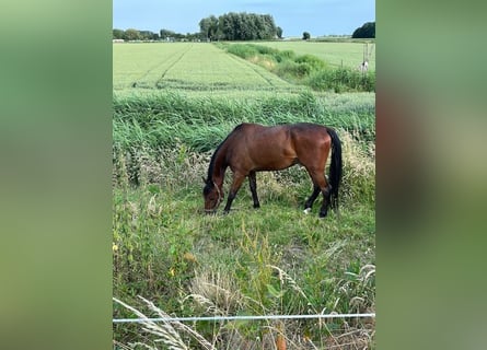 Schwedisches Warmblut, Wallach, 5 Jahre, 164 cm, Brauner