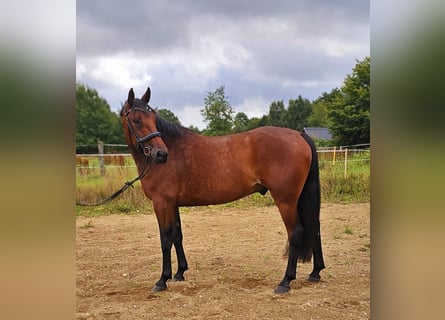 Zweeds warmbloed Mix, Ruin, 5 Jaar, 165 cm, Bruin