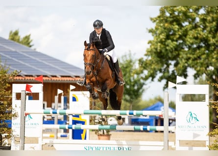 Zweibrucker, Caballo castrado, 12 años, 166 cm, Castaño oscuro