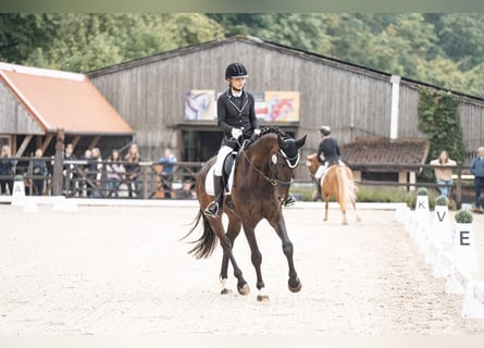 Zweibrucker, Caballo castrado, 7 años, 172 cm, Castaño oscuro
