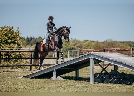 Zweibrucker, Caballo castrado, 7 años, 172 cm, Castaño oscuro