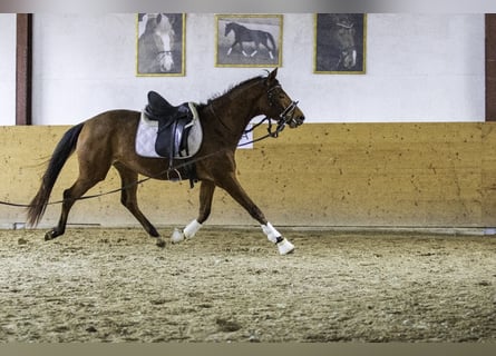 Zweibrucker, Yegua, 3 años, 163 cm, Castaño