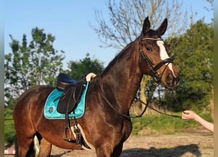 Zweibrückens, Jument, 13 Ans, 173 cm, Bai