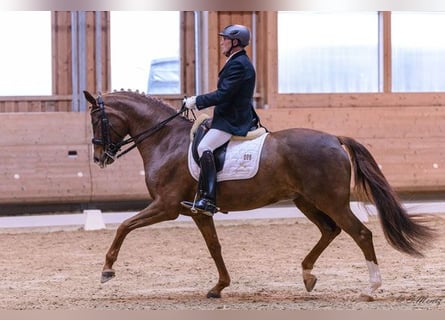 Zweibrückens, Jument, 14 Ans, 167 cm, Alezan