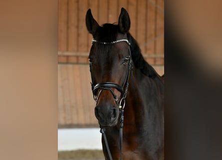 Zweibrückens, Jument, 17 Ans, 173 cm, Bai brun