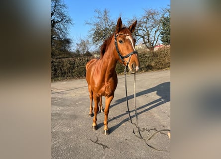 Zweibrückens, Jument, 5 Ans, 162 cm, Alezan