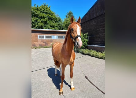 Zweibruecker, Gelding, 2 years, 16,1 hh, Chestnut-Red