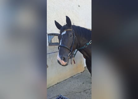 Zweibruecker, Gelding, 5 years, 17 hh, Black