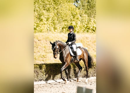 Zweibruecker, Gelding, 6 years, 16,3 hh, Bay-Dark