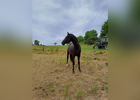 Zweibruecker, Gelding, 6 years, 17 hh, Black