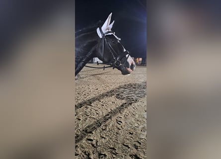 Zweibruecker, Gelding, 6 years, 17 hh, Black