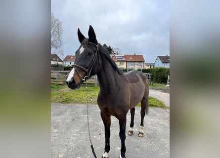 Zweibrücker, Giumenta, 12 Anni, Baio scuro