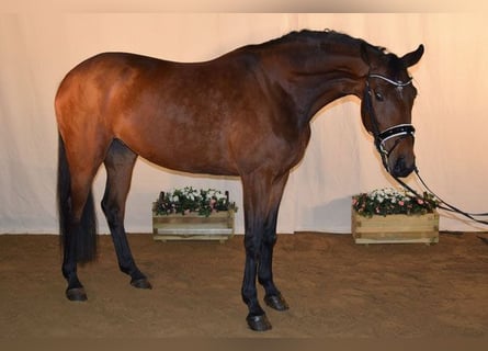 Zweibrücker, Giumenta, 14 Anni, 170 cm, Baio