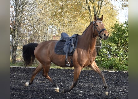 Zweibrücker, Giumenta, 4 Anni, 165 cm, Baio