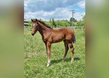 Zweibrücker, Hengst, 1 Jahr